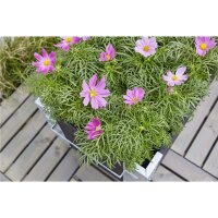 PLUS Cubic Blumenkasten mit Rädern - 120 x 45 cm - Schwarz