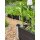 PLUS PIPE Hochbeet 80 x 140 cm - Schwarz